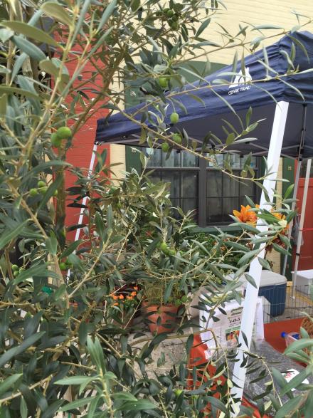 artisan_alley_farmer__s_market_7-1-16_olives_on_the_olive_tree