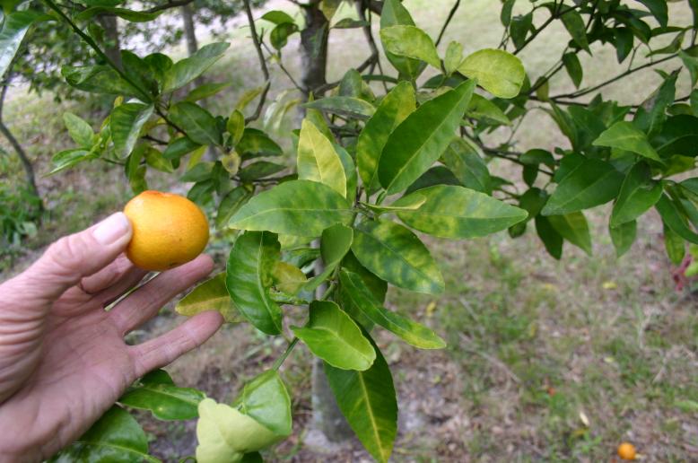 /greening_disease_symptoms_on_mandarine_fruit_-lopsided___leaves_1-26-14
