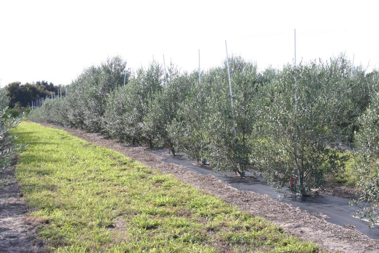 jim___sherry_tschida_olive_grove_jan._20__2016_showing_2___3_year_old_trees_-_larger_on_burn_pile