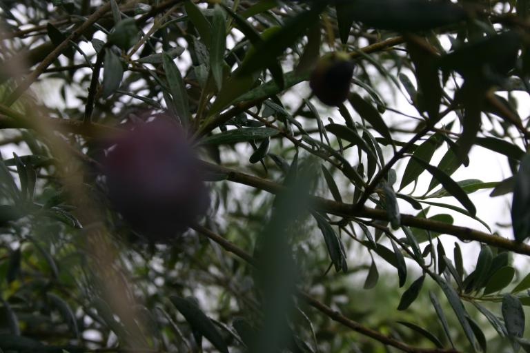 olive_grove_stepan_oliva_winter_haven__fl_a_few_olives_in_his_second_year-_olive_grove_7-27-17