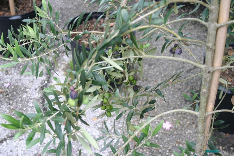 olive_tree_in_nursery_close-up_showing_half_a_dozen_ripe_fruit_7-31-14