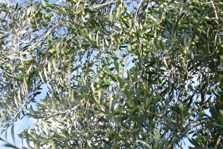 olives_fill_tree_at_home_in_debary_closer_7-23-15