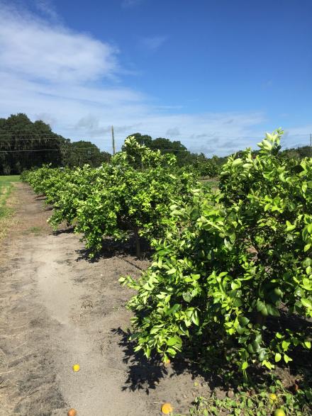 orange_trees_in_row__young_-_wauchula_showing_recovery__from_greening_after_treatment_8-10-16