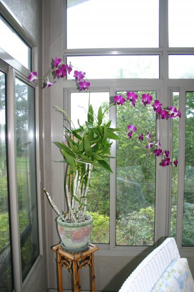 orchid_Phalaenopsis 3_blooms_& 3_new_bloom_spikes B 12-25-14