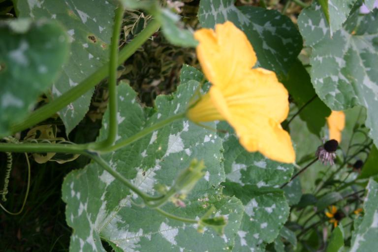 seminole_pumpkin_male_flower_side__view_of_flower_12-13-15