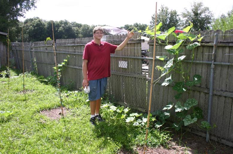 web_images/seminole_pumpkin_shown_by_alex_andrews_2_weeks_after_planting_and_adding_micronized_azomite_8-10-13_img_8003.jpg