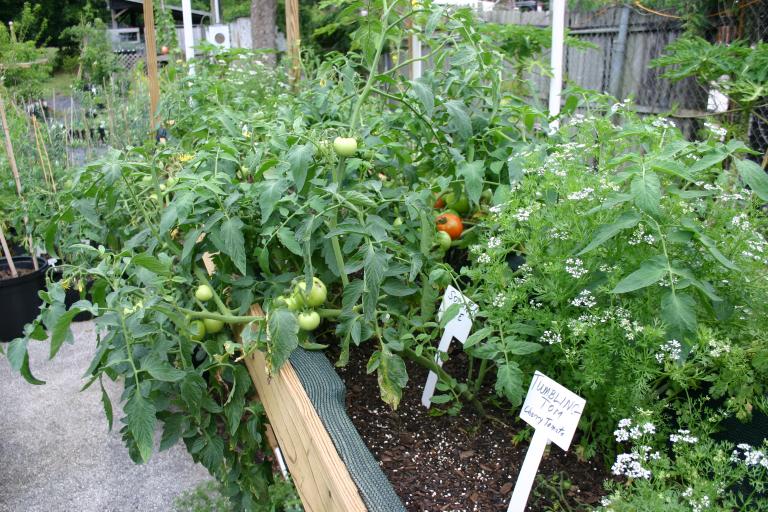 tomato_plants_with_ripening_tomatoes_in_nursery_air_garden